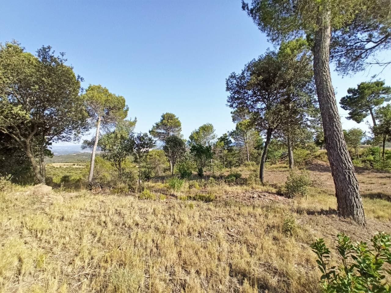 Terreny a Castellnou de Bages — Foto 6 de 9